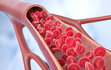 Gesunder arterieller Querschnitt des Blutflusses